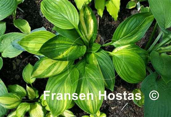 Hosta Prairie Rainbow